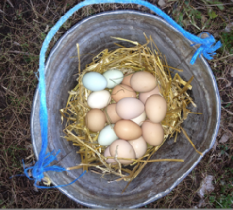 Eat Pasture-Raised Eggs for Health