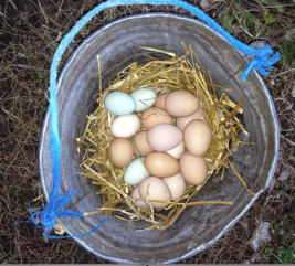 eggs_in_bucket