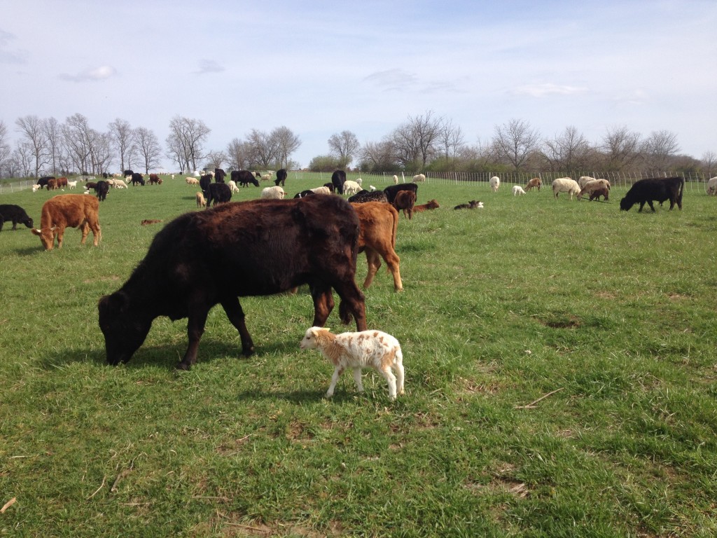 Early spring grazing at Maple Valley Farm in March 2016