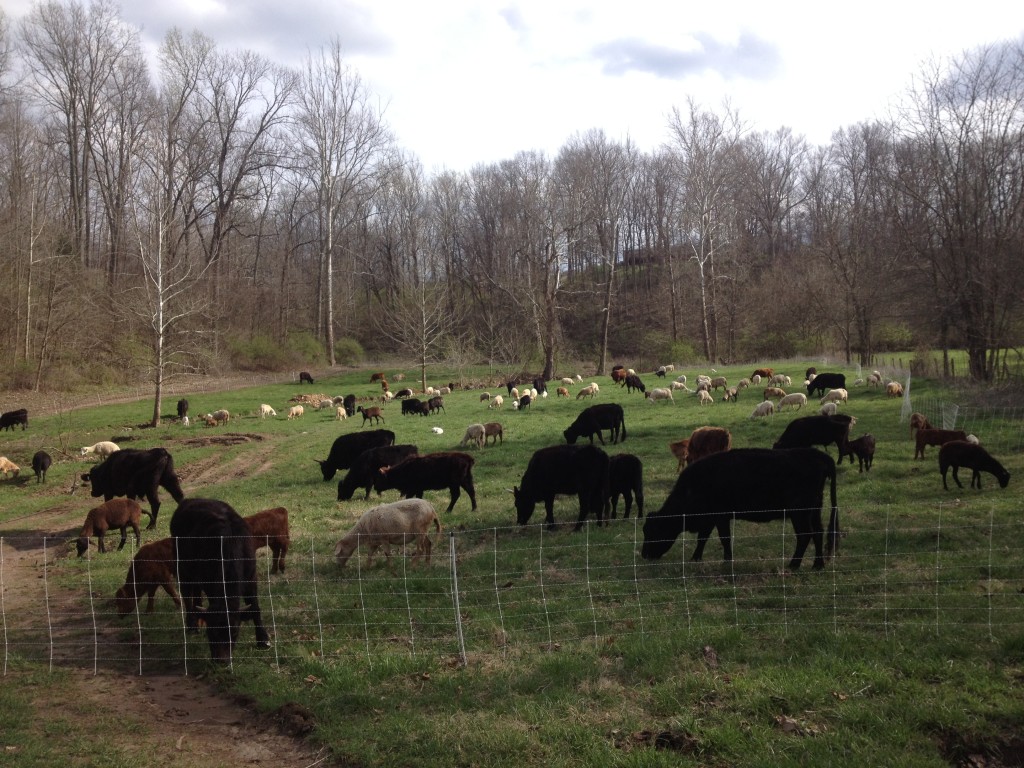 Animals on fresh spring grass at Maple Valley Farm -- March 2016