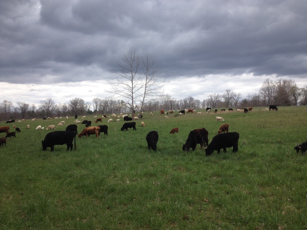 Animals commence grazing at the Martindale farm in April 2016