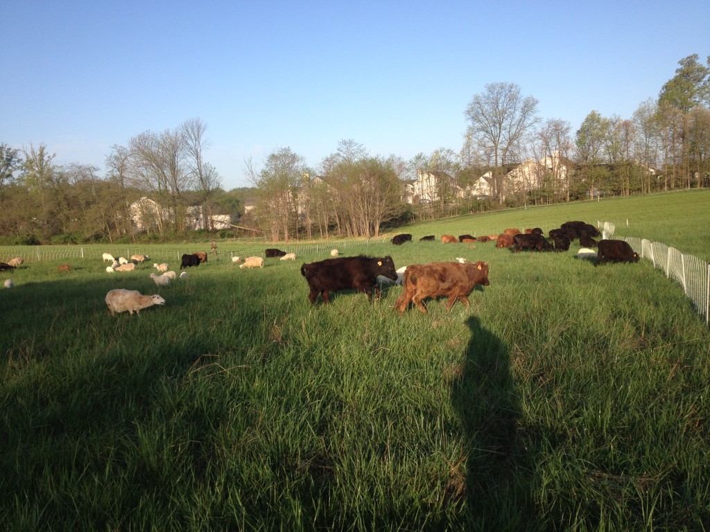 Finally, some taller grass at the Lost Man's Lane farm! April 2016