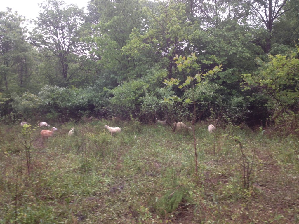 Smith woods grazing provides an abundance of brush and tree leaves.