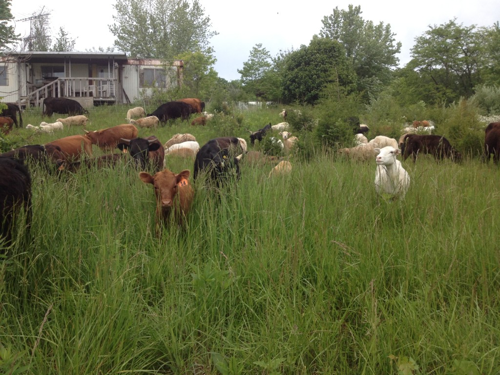Tall grass grazing in May on the old Smith homestead.