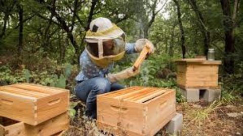 A Whole Bunch of Bees Coming to Maple Valley Farm Pastures